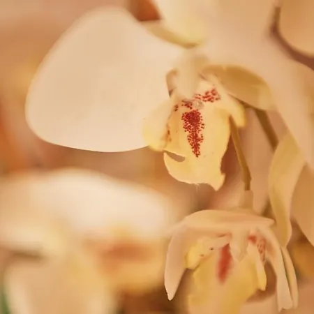 Case Vacanza Torre Canne * Torre Canne