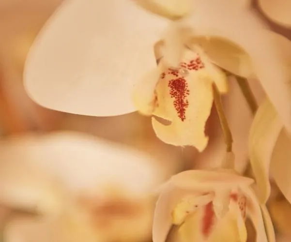 Case Vacanza Torre Canne * Torre Canne